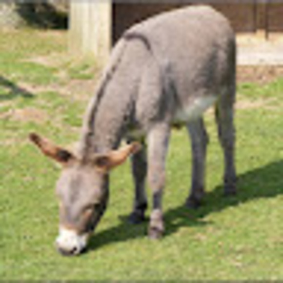 Meet your Posher, Lara - Picture 1 of 1